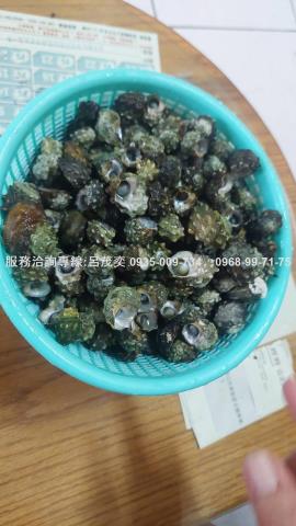 澎湖白沙農地-12